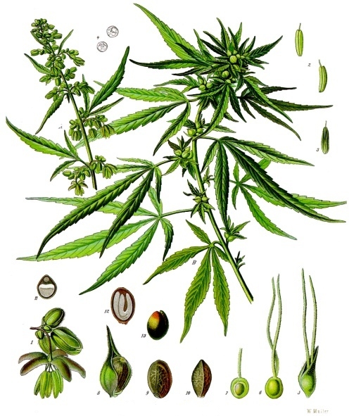 Expertise - Köhler Medizinal Pflanzen 1887